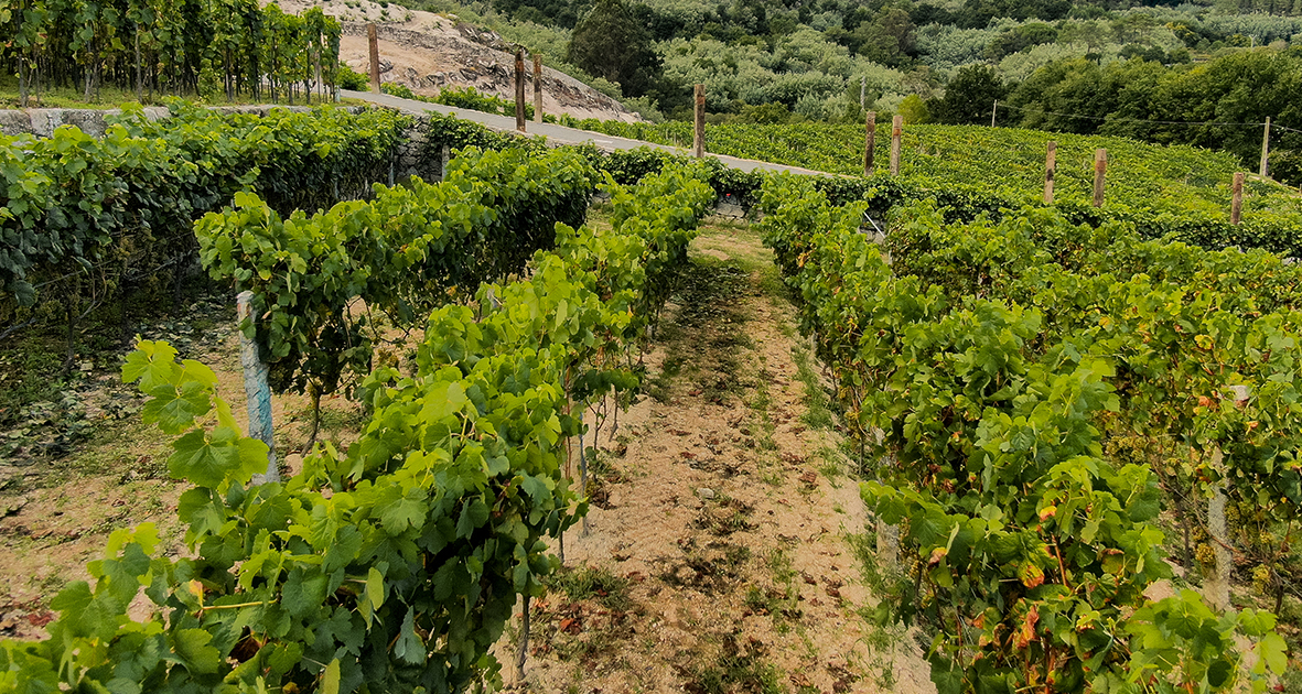 Nuestro Viñedo