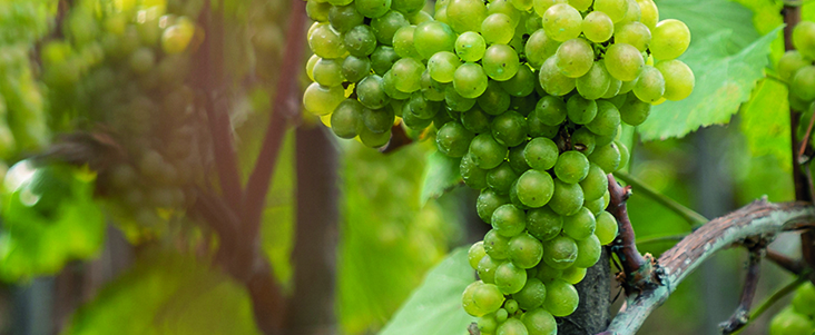 uvas