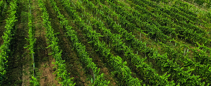 viñas